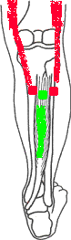 Tibialis Posterior Trigger Point