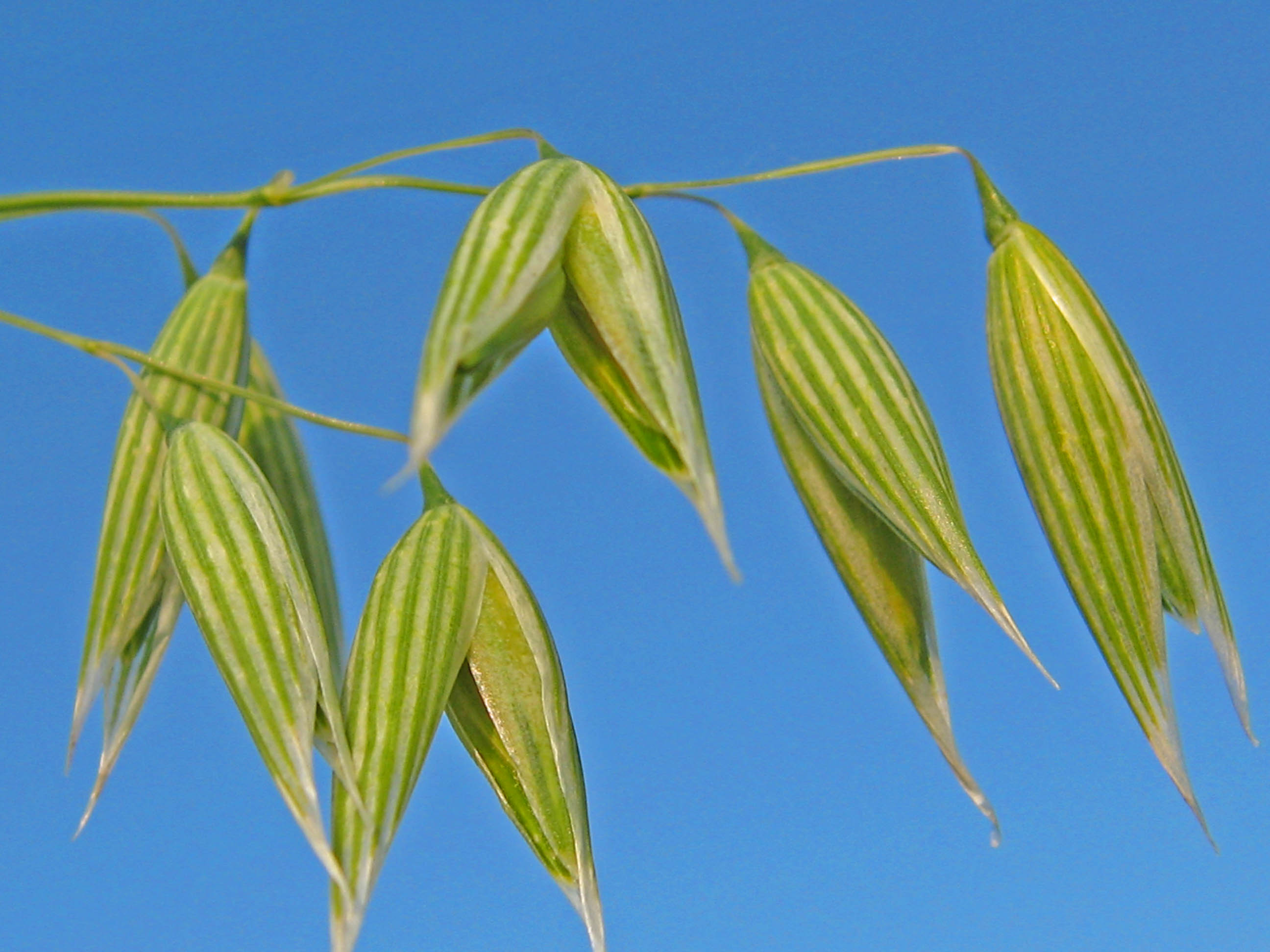 Oats - source of health enhancing soluble fiber