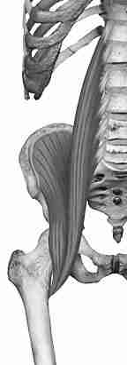 The Ilio-psoas Muscles