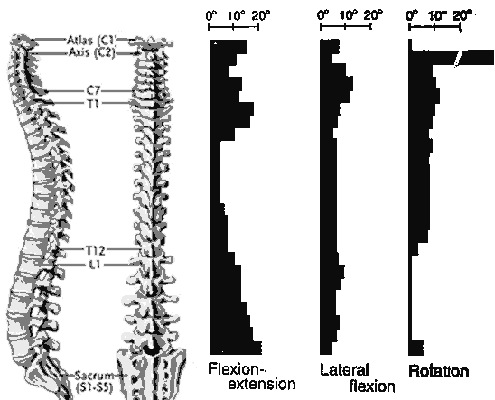 pSpineJointMovement