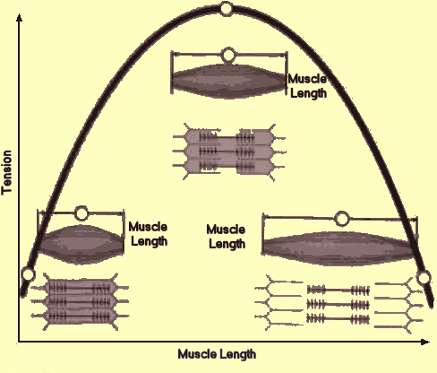 pmusclelength