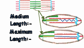 psarcomerelongtitin