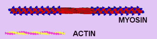 Diagram of Actin and Myosin Molecules