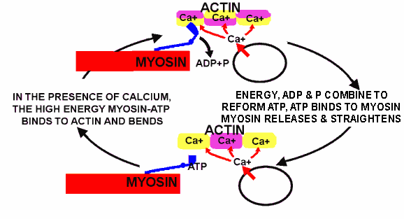 Molecular Diagram of Muscle in Active Contraction