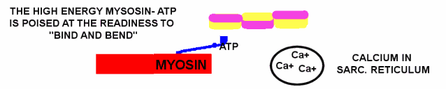 Molecular of Diagram of Resting Muscle 