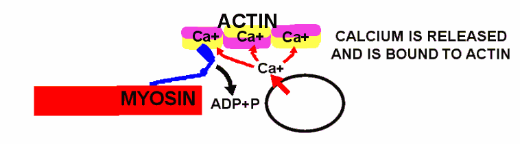 Molecular Diagram of Muscle in Rigor Mortis