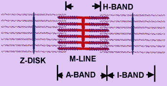 Diagram of Sarcomere